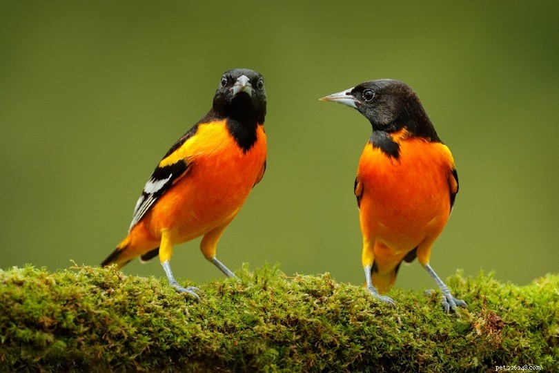 새는 어떻게 서로 의사소통합니까?