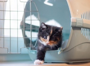 Como colocar um gato relutante em uma transportadora (4 métodos comprovados)