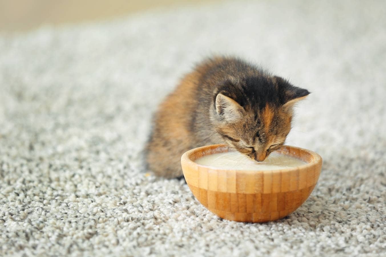 18 grootste kattenmythen en misvattingen