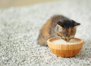 18 grootste kattenmythen en misvattingen