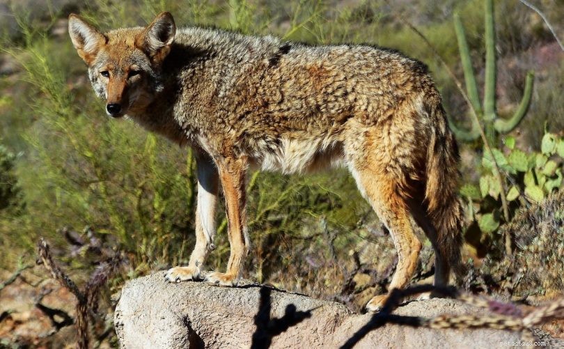 I coyote sono buoni animali da compagnia? Possono essere addomesticati? Legalità e altro