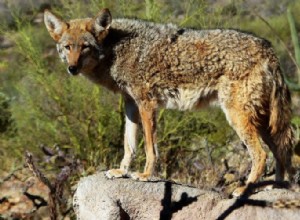 Zijn Coyotes goede huisdieren? Kunnen ze worden gedomesticeerd? Wettigheid en meer