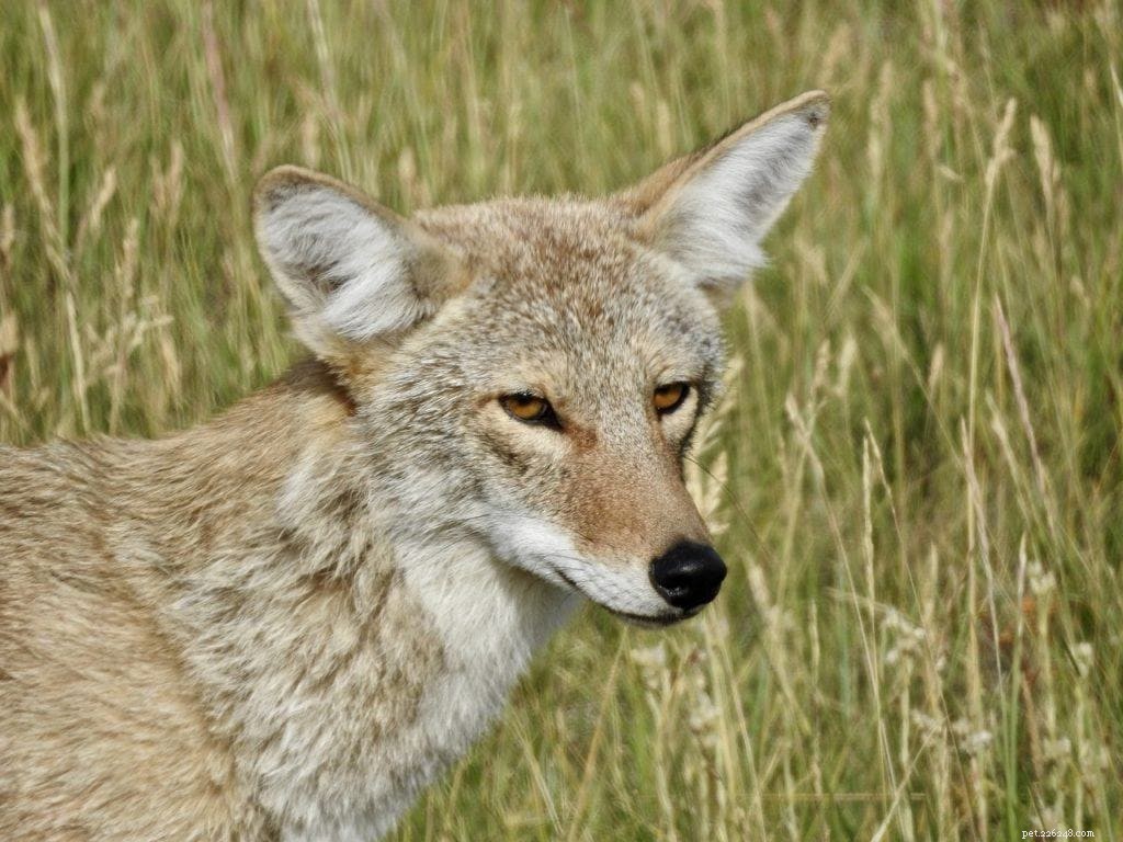 Les coyotes font-ils de bons animaux de compagnie ? Peuvent-ils être domestiqués ? Légalité et plus