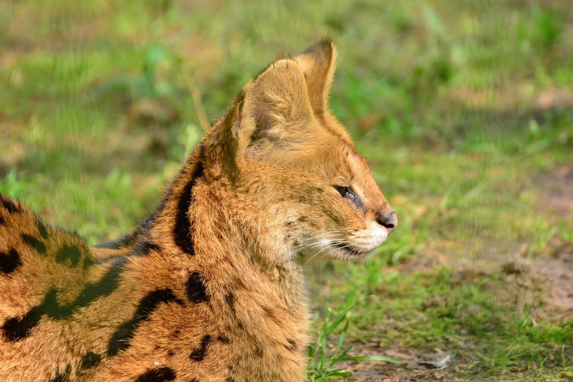 I gatti serval sono buoni animali da compagnia? Cosa devi sapere!