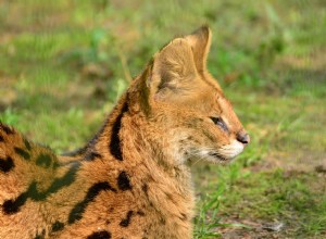 Zijn Serval Cats goede huisdieren? Wat u moet weten!