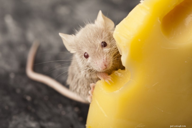 I topi possono mangiare cibo per gatti? Cosa devi sapere!