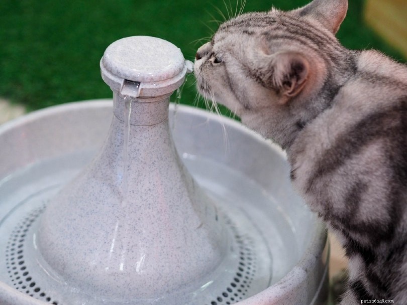 6 лучших фонтанов для кошек в 2022 году