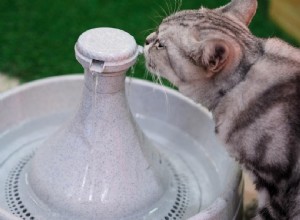 2022年に6つの最高の猫の噴水 