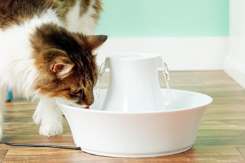 6 melhores fontes de água para gatos em 2022