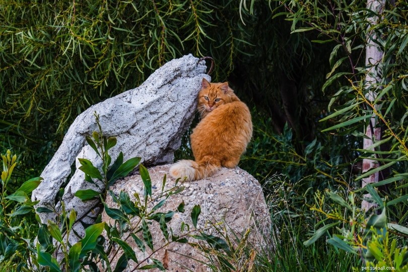 Co jedí divoké kočky ve volné přírodě?