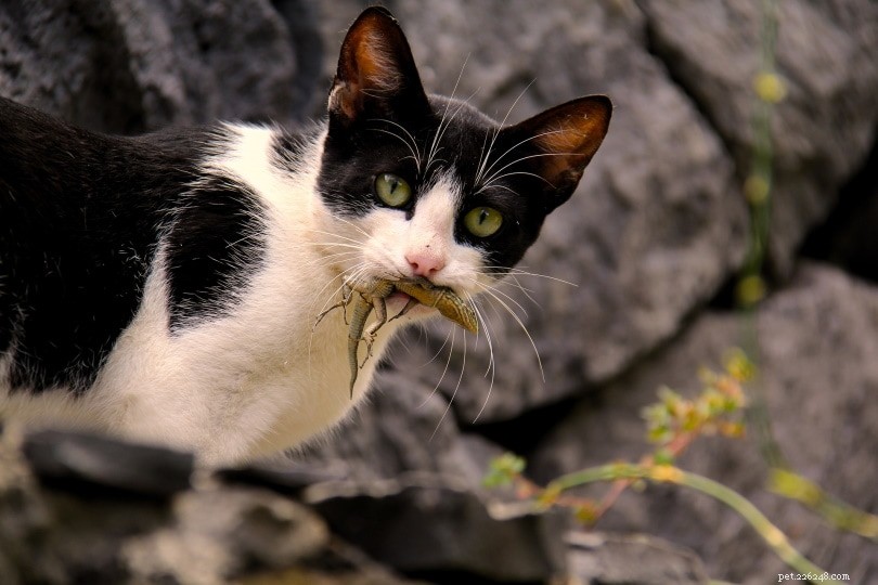 Что едят дикие кошки в дикой природе?