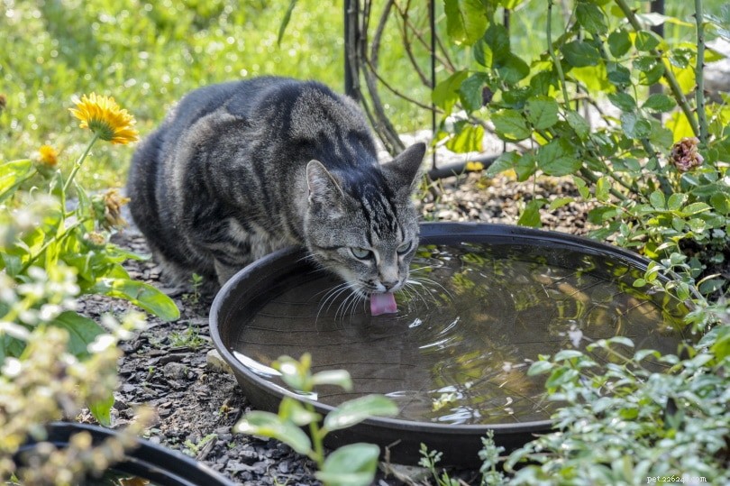 O que os gatos selvagens comem na natureza?