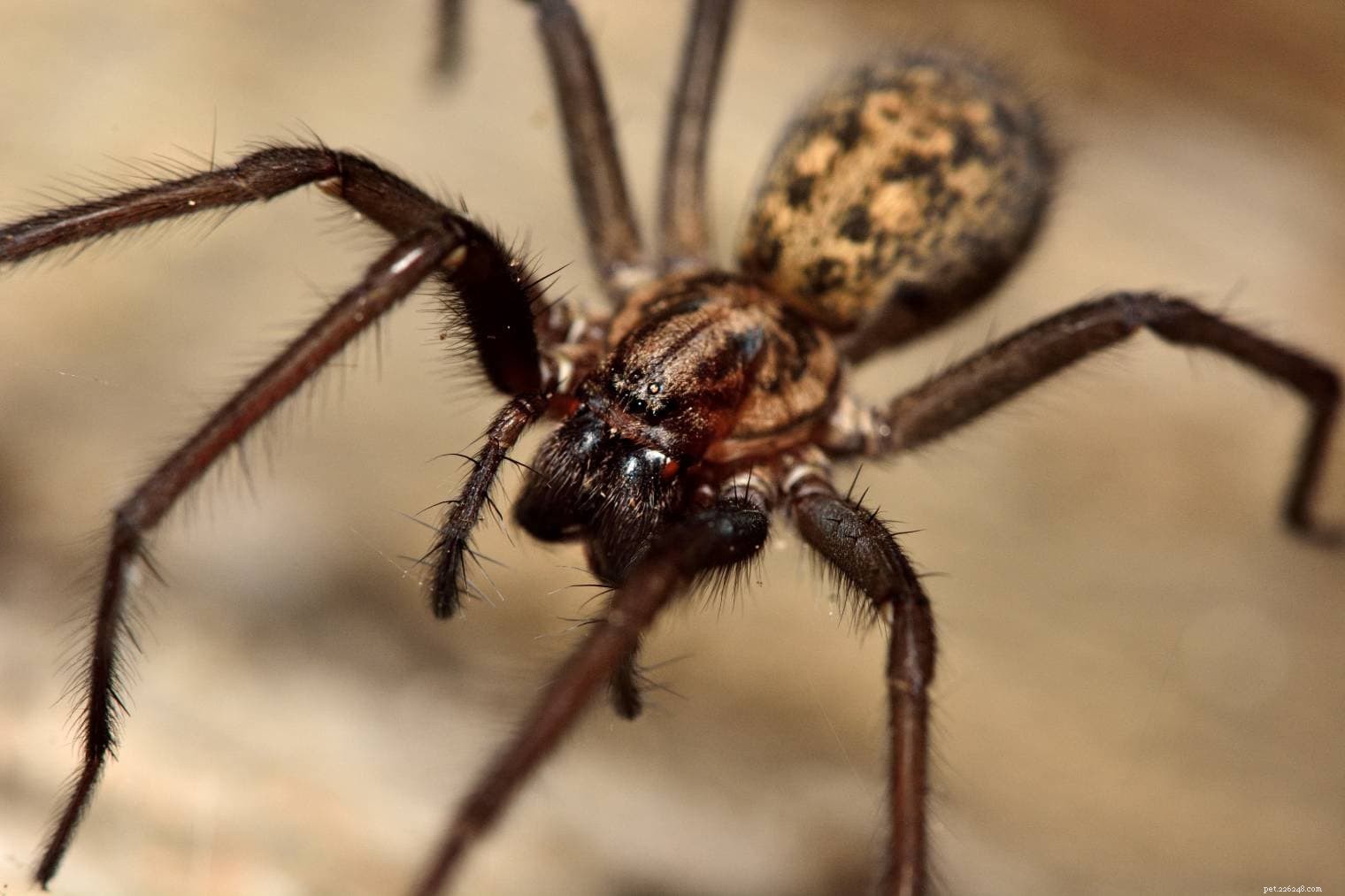 거미는 어떻게 서로를 찾고 의사소통합니까?