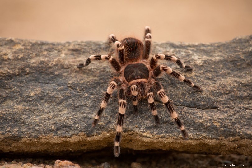 Comment les araignées se trouvent-elles et communiquent-elles ?