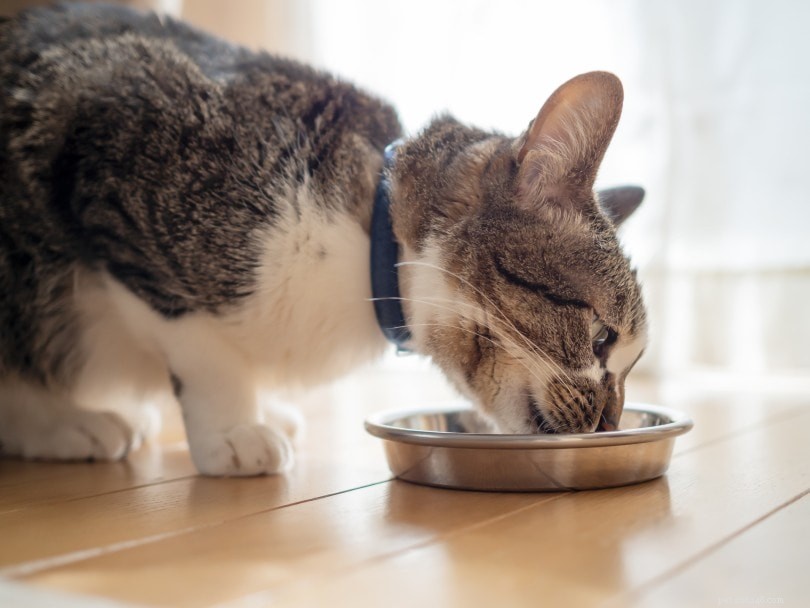 Hur mycket våtfoder att mata en katt (med miniräknare) 
