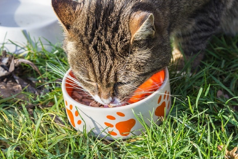 Quanto cibo umido dare da mangiare a un gatto (con calcolatrice)