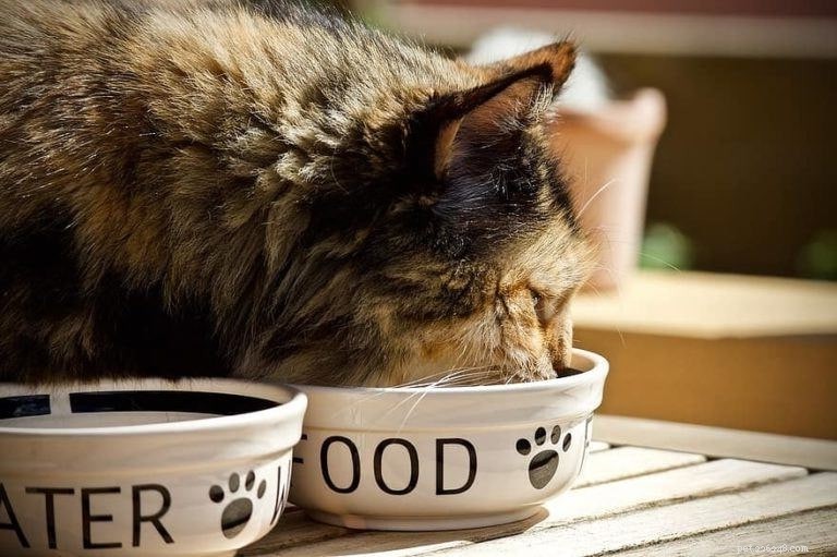 Combien de nourriture humide donner à un chat (avec calculatrice)