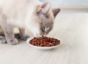 Hur man håller myror borta från kattens mat (10 beprövade metoder)