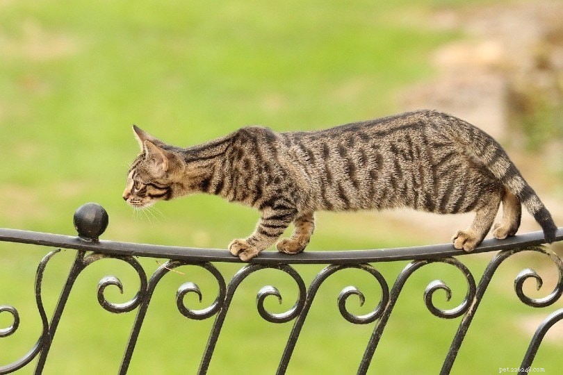 Come tenere i gatti fuori dal cortile (5 metodi comprovati)