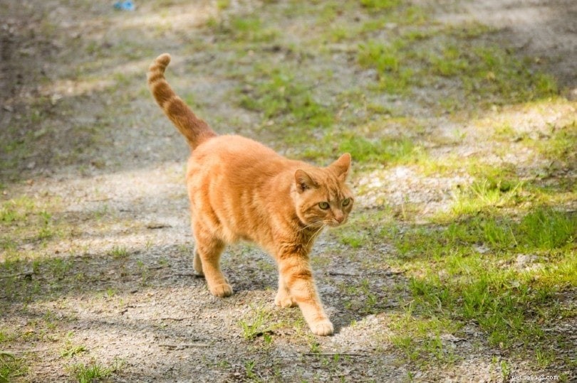 야외 고양이가 도망가지 않도록 하는 방법(5가지 팁)