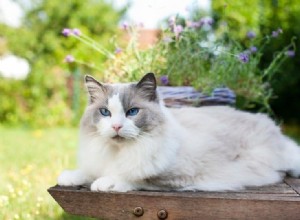 Jak zabránit tomu, aby venkovní kočka neutekla (5 tipů)