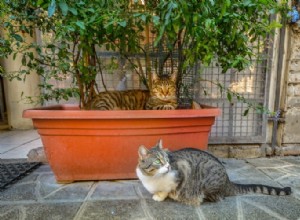 Jak udržet toulavé kočky mimo váš dům