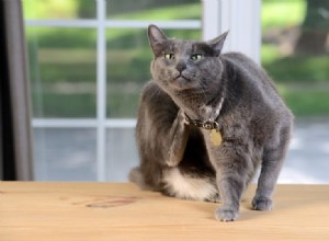 6 domácích prostředků, jak se zbavit blech u koček