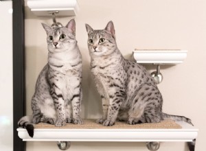 Hur du håller katter borta från dina möbler med vinäger