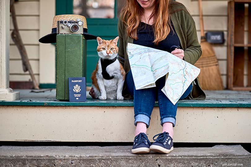 Hoe reis je met een kat (10 dingen die alle kattenbezitters moeten weten)