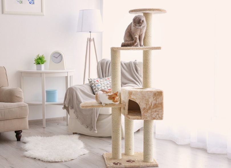 Hur du håller katter borta från dina möbler med vinäger
