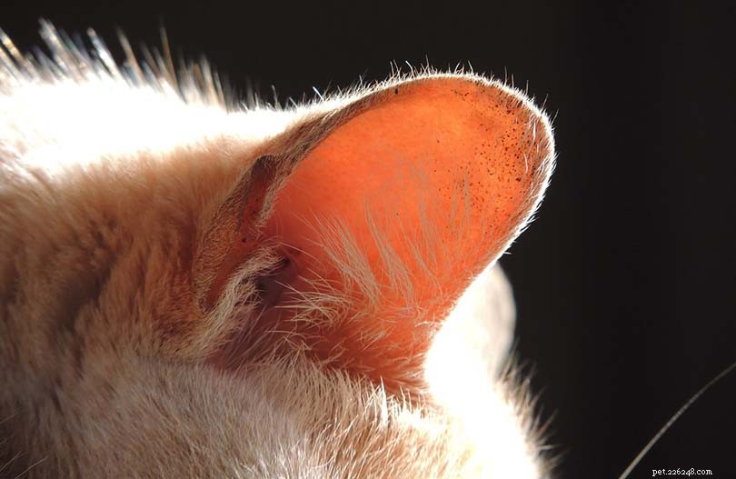 Hoe maak je de oren van je kat schoon (met video)