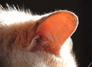 Hoe maak je de oren van je kat schoon (met video)