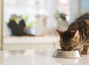 Hur man ammar en svältande katt tillbaka till att vara frisk