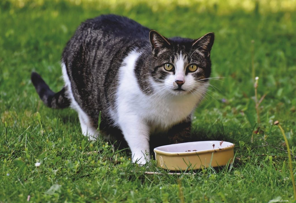 Jak ošetřovat hladovějící kočku, aby byla zdravá