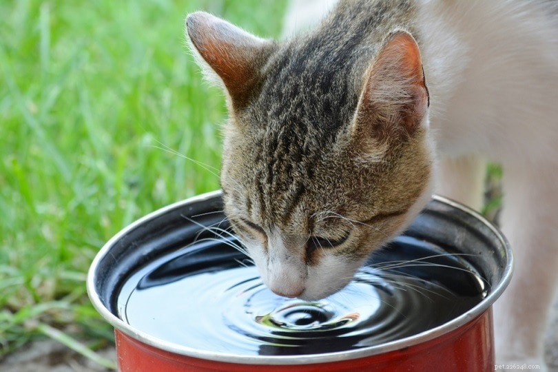 Como cuidar de um gato faminto de volta à saúde