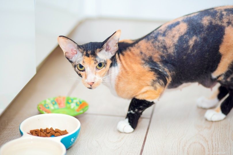 Come allattare un gatto affamato per tornare a essere sano