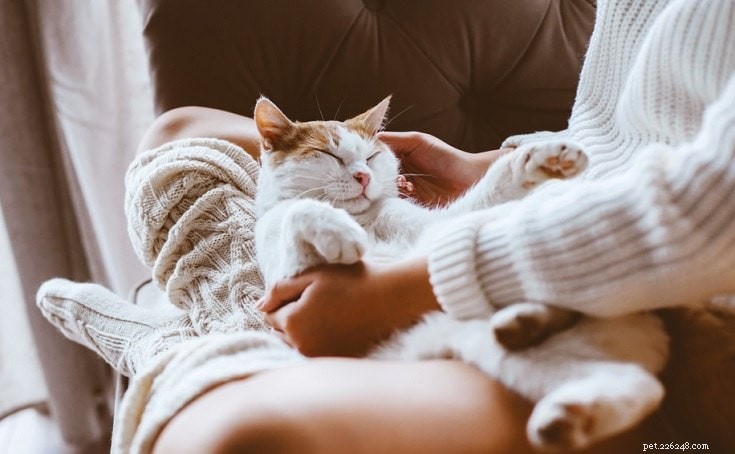 5 rimedi casalinghi per la stitichezza del gatto