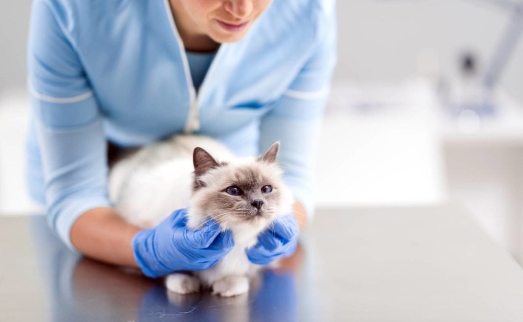 5 remédios caseiros para prisão de ventre em gatos