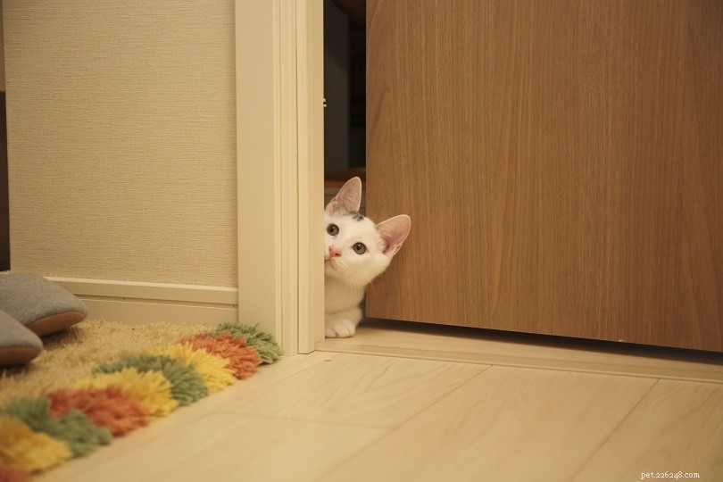 Come impedire al gatto di correre fuori dalla porta (5 consigli)