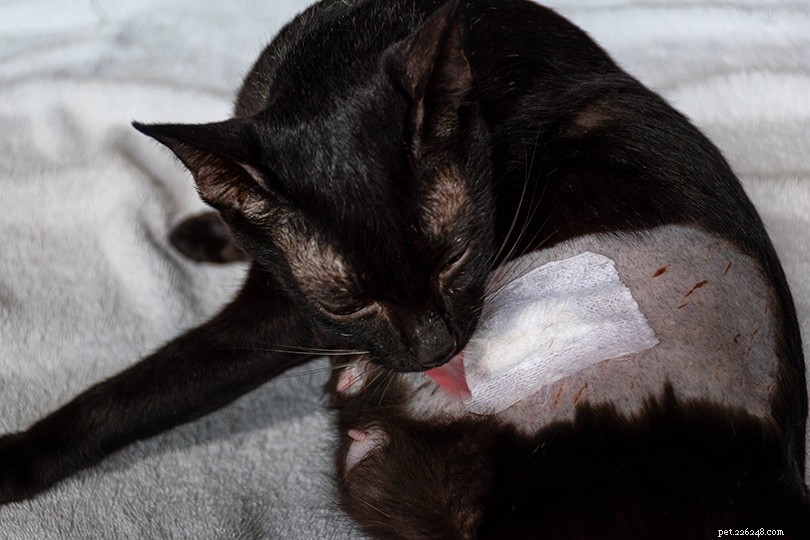 Как отучить кошку зализывать раны (3 проверенных метода)