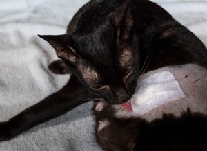 고양이가 상처를 핥지 않도록 하는 방법(3가지 입증된 방법)