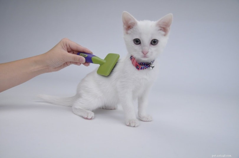 Come togliere i tappetini dal pelo di un gatto (5 consigli)