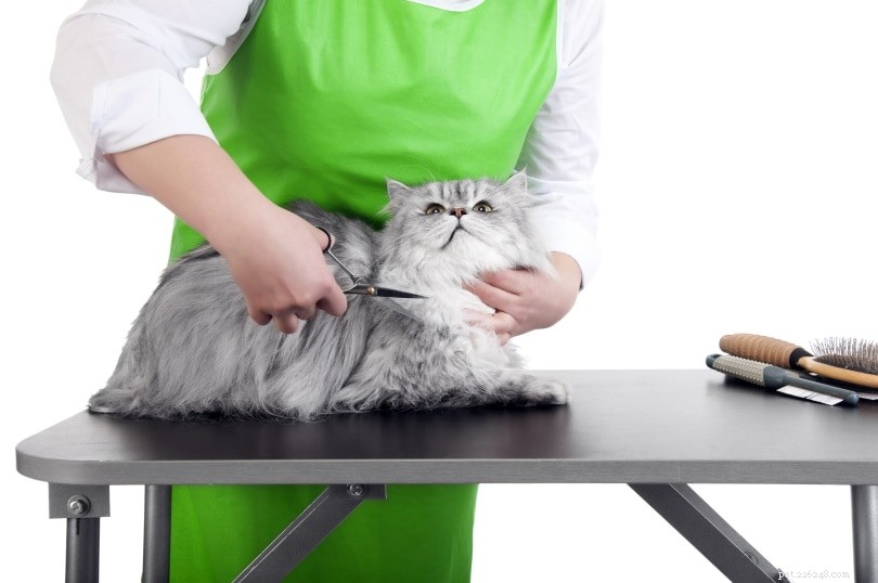 Come togliere i tappetini dal pelo di un gatto (5 consigli)
