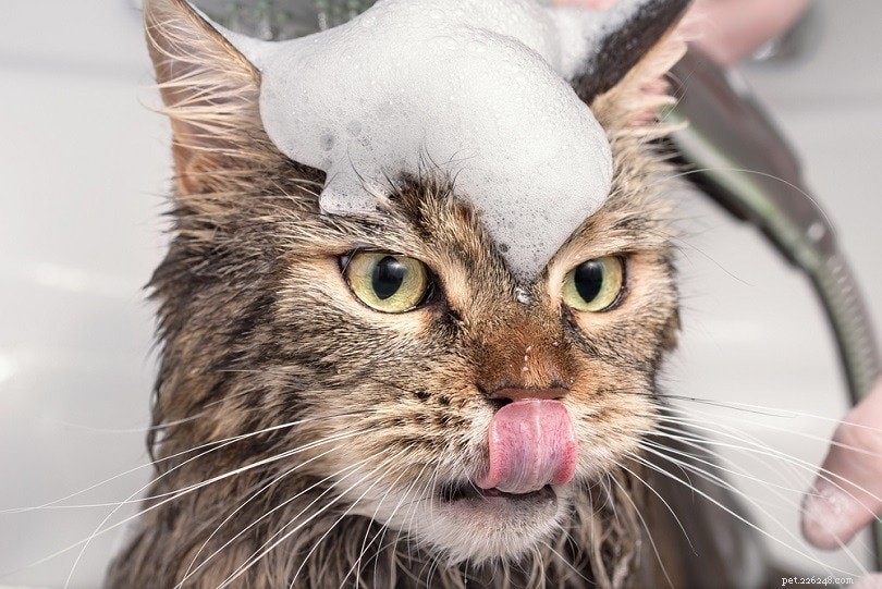 4 metoder för att behandla en katt med kliande hud (snabbt och enkelt)