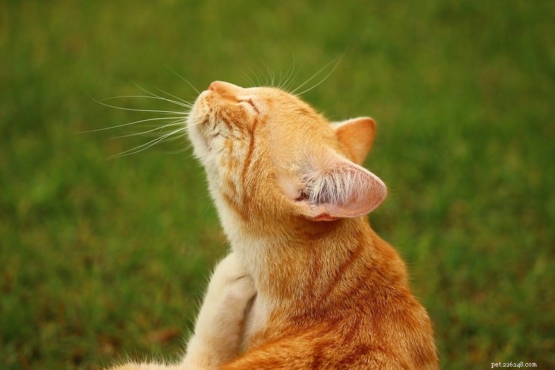 가려운 피부를 가진 고양이를 치료하는 4가지 방법(빠르고 간편함)