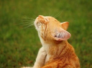가려운 피부를 가진 고양이를 치료하는 4가지 방법(빠르고 간편함)