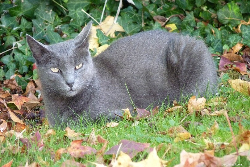 5 maneiras de manter seu gato ao ar livre protegido de outros gatos