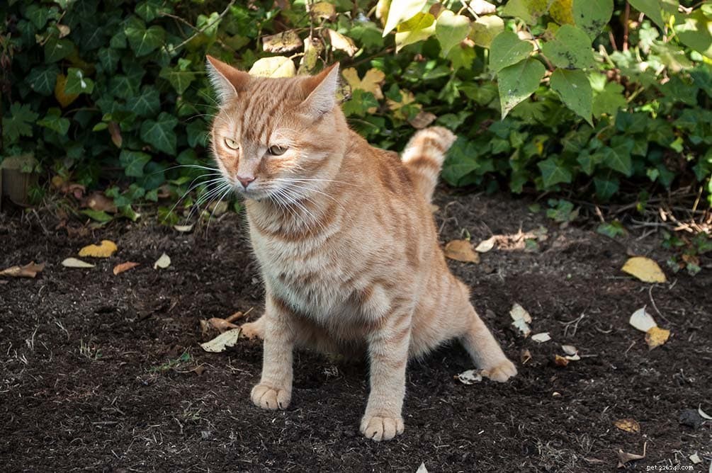 Hoe u kunt voorkomen dat katten in uw tuin poepen (8 bewezen methoden)