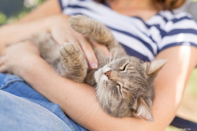 9 признаков того, что ваша кошка вас любит