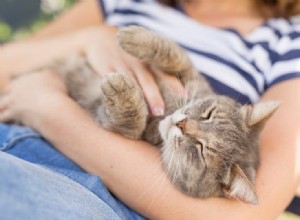 あなたの猫があなたを愛しているという9つの兆候 